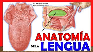 🥇 ANATOMÍA DE LA LENGUA ¡Explicación Fácil y Sencilla [upl. by Hakeem122]