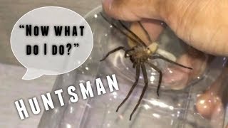 CATCHING a little HUNTSMAN SPIDER [upl. by Nrevel]