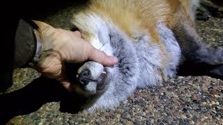 Finnegan Fox Cries  Finnegan Fox Friday Episode 14 [upl. by Lindy]