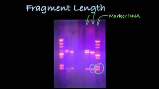 Determining DNA Fragment Length in a Gel [upl. by Solraced]