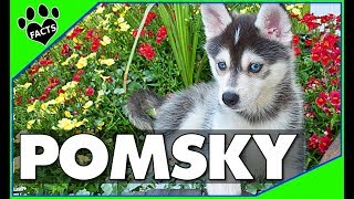 Pomeranian Husky Dogs 101  The Pomsky [upl. by Ahsimaj333]