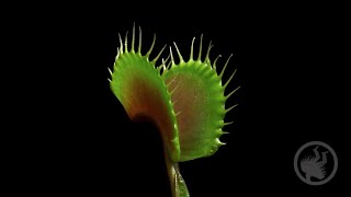 Deadly Plants Killing Bugs  Carnivorous Plant Timelapse [upl. by Dnarb]