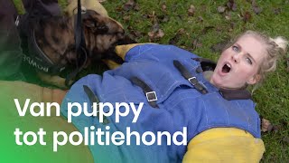 De training van een politiehond  Het Klokhuis [upl. by Ahsiken]