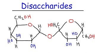 Disaccharides  Sucrose Maltose Lactose  Carbohydrates [upl. by Ardnasirhc]