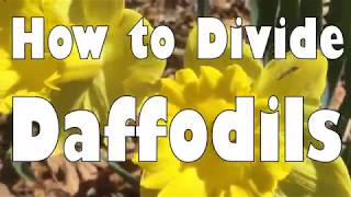 ⭐How to Divide Daffodils⭐ [upl. by Tomkins]