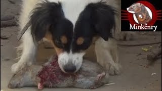 Mink and Dog Cleanup Backyard Rats Part 2 [upl. by Teferi785]