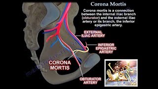 Corona Mortis  Everything You Need To Know  Dr Nabil Ebraheim [upl. by Ahsinauq673]