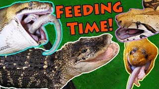 Feeding our BIG Reptiles [upl. by Lehcear]