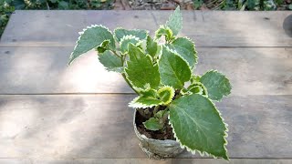 How to propagate acalypha wilkesiana or copperleaf plant and care [upl. by Alessandra]