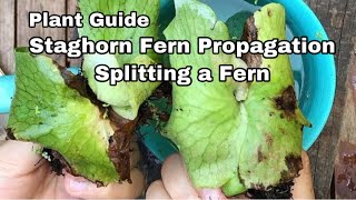 Splitting a Staghorn Fern  Ep07 [upl. by Froma]