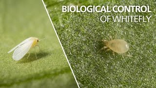 Biological control of whitefly  Amblyseius swirskii [upl. by Olnee]