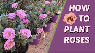 HOW TO PLANT ROSES IN FLORIDA  FLORIBUNDA [upl. by Coughlin]