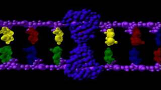 DNA Mutations  Genetics  Biology [upl. by Anyt656]