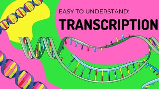 Protein Synthesis  Transcription [upl. by Primo620]