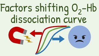 Factors Shifting Oxygen Hemoglobin Dissociation Curve [upl. by Euqinahs219]