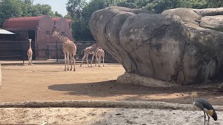 El asombroso Zoológico de Chapultepec [upl. by Latsirk295]