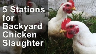 5 Stations for Chicken Slaughter [upl. by Bulley917]