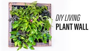 How to Make a Living Plant Wall DIY [upl. by Akkeber]