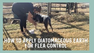 How to Apply Diatomaceous Earth on Dogs Correctly for Flea Control [upl. by Rahas]