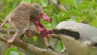 GREAT GREY SHRIKE  butcher bird nest [upl. by Ycam]