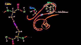 Estructura terciaria de las proteínas  Macromoléculas  Biología  Khan Academy en Español [upl. by Lenaj33]