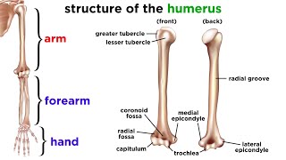 The Skeletal System [upl. by Alleda]