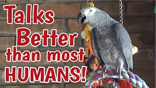 Einstein Parrot can talk better than most humans [upl. by Ennairb103]