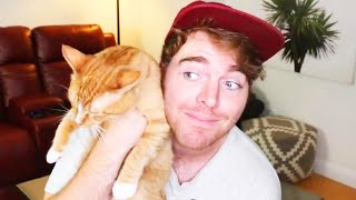 Shane Dawson Denies Disturbing Claim About Cat [upl. by Rehpotsirh]