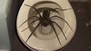 10 Biggest Spiders Ever Encountered [upl. by Aliza522]