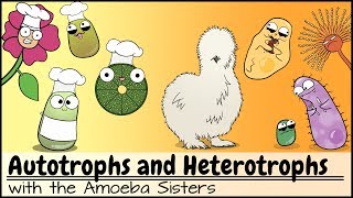 Autotrophs and Heterotrophs [upl. by Naeroled]