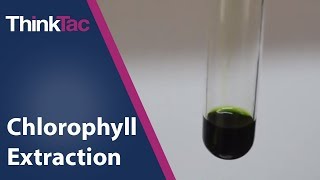 Chlorophyll Extraction  ThinkTac  Science Experiment [upl. by Oretos]