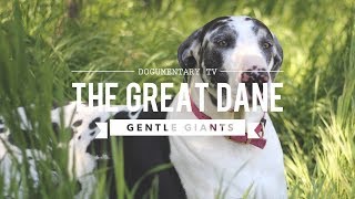 GENTLE GIANT ALERT The Surprising Truth About Great Danes [upl. by Menon]