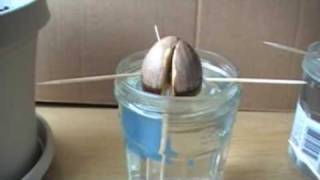 How to Grow avocado plants [upl. by Bortman]