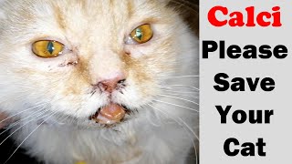 Outbreak  CalciVirus in cats  Sudden death  Vet Furqan Younas [upl. by Toni]