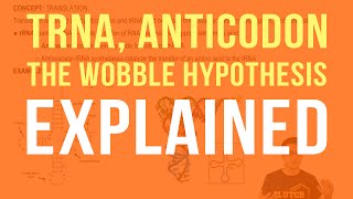 tRNA Anticodons and The Wobble Hypothesis [upl. by Carolynn711]