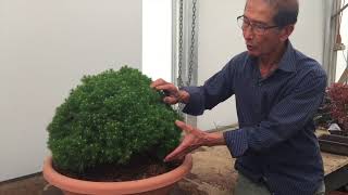 How to create a Bonsai from Raw Material [upl. by Yenterb]