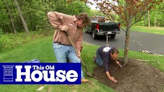 How to Properly Mulch Around a Tree  This Old House [upl. by Aicineohp]