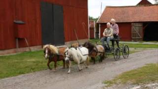 Four in hand with Mini Shetland Ponys [upl. by Howlond]