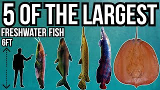 5 of The Largest Freshwater Fish In The World [upl. by Cleon]