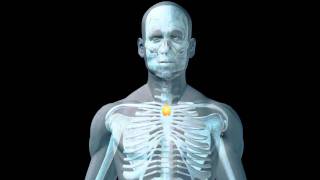 Pathophysiology of Myasthenia Gravis [upl. by Upshaw212]