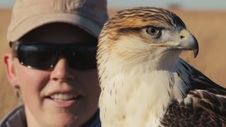 Ferruginous Hawk Falconry [upl. by Rufina]