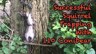 Successful Squirrel Trapping With 110 Conibear [upl. by Devora]