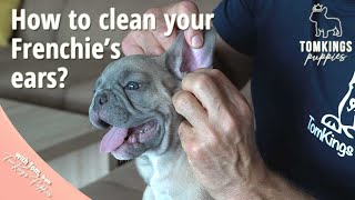 How to clean your Frenchies ears  TomKings Puppies [upl. by Roxi]