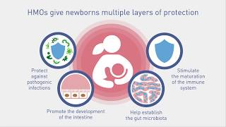 The Benefits of Human Milk Oligosaccharides HMO on Immunity [upl. by Belle]