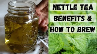 STINGING NETTLE TEA BENEFITS  Nettle Tea Recipes Nettle Benefits [upl. by Garvy]