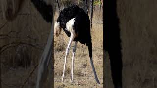 Why do ostriches stick their head in the ground [upl. by Hailat481]