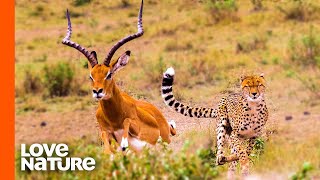 Antelope Narrowly Escapes Cheetah Chase  Predator Perspective  Love Nature [upl. by Fricke]