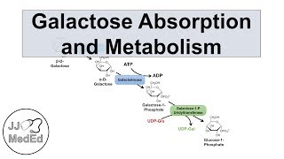 Galactose Absorption and Metabolism  Leloir Pathway and Galactosemia [upl. by Kerin]