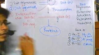 Eukaryotic transcription part 1 introduction [upl. by Kinsman]