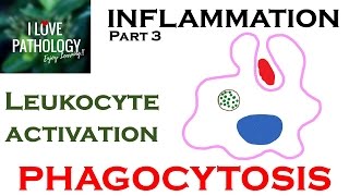 INFLAMMATION Part 3 Leukocyte Activation  PHAGOCYTOSIS [upl. by Eibot]